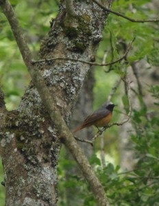 Redstart, Loch of the Lowes, copyright Doulgas Milne