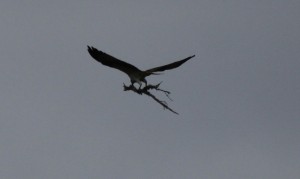 The osprey  male carrying sticks 9.8.13 copyright Val Gall