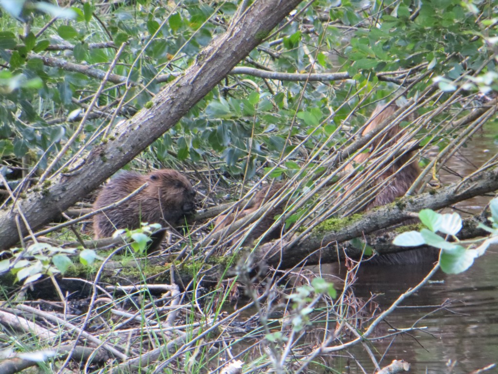 New Beaver Kit at Loch of the Lowes , 13th August 2013, copyright SWT