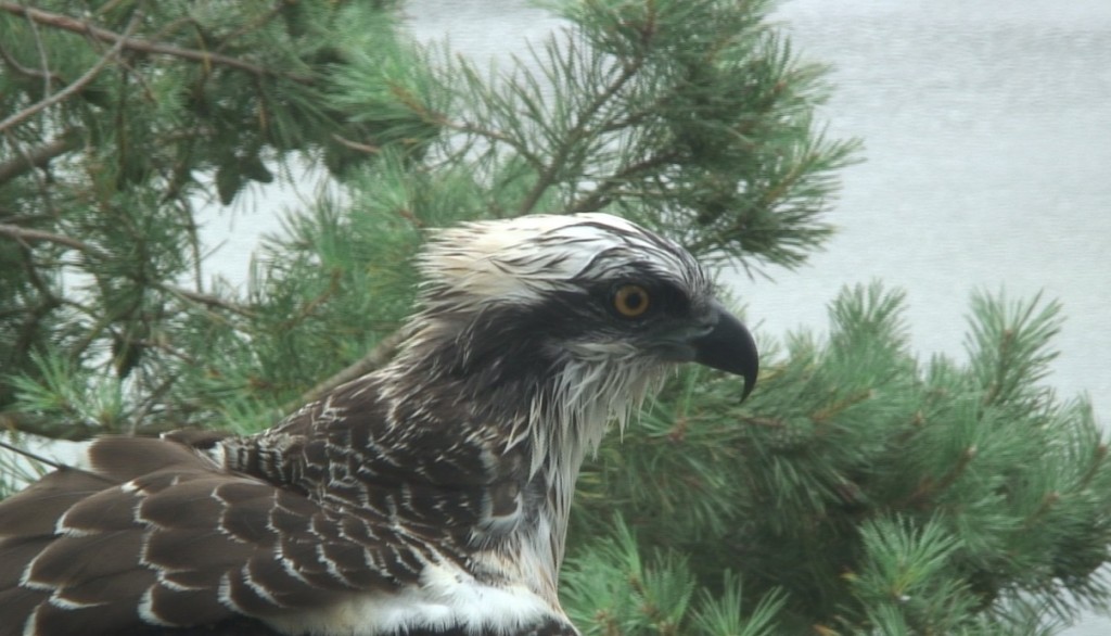 Young Osprey Blue YZ 20th August 2013- Copyright SWT