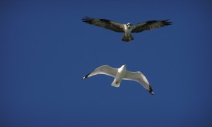 Osprey Vs Gull