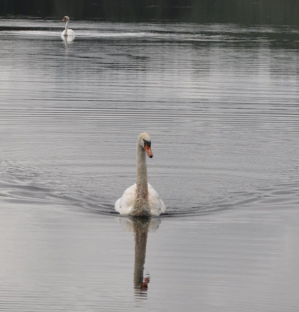 Injured Mute Swan with swallowed hooks and fishing line in its beak and neck injuries.