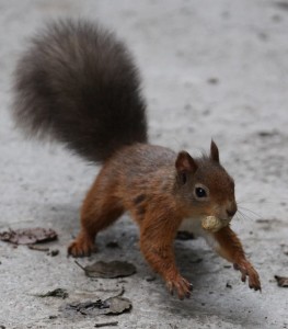 Red Squirrel