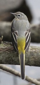 Grey Wagtail