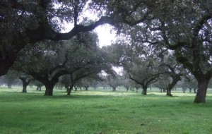 Orchards near Higuera de Vargas. Blue YZ flew over on 10th Sept at 4pm.