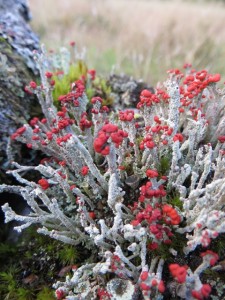 Cladonia spp (British soldiers)