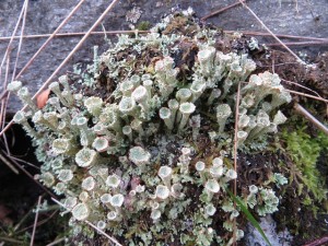 Cladonia spp (probably borealis)