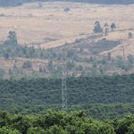 Pylon amongst orchards