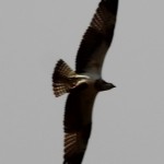 Osprey flying at Embalse de Piedras
