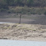 Perching osprey