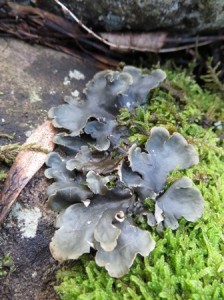 Peltigera spp