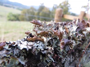 Platismatia glauca (frilly lettuce)