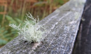 Usnea spp