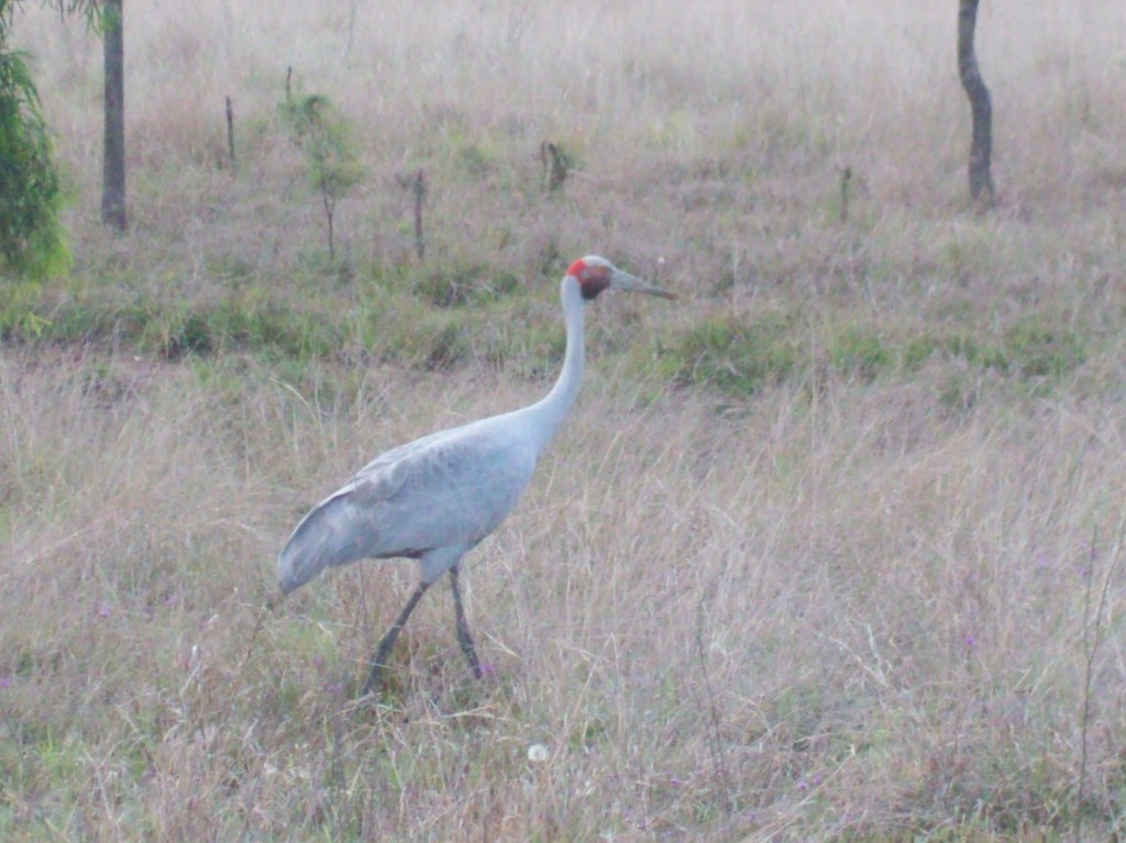 An Australian Brolga ( Grus rubicunda)  by Emma Rawling