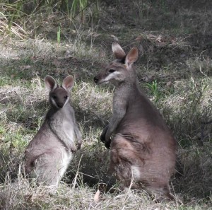 Pretty Face Wallabies by Emma Rawling