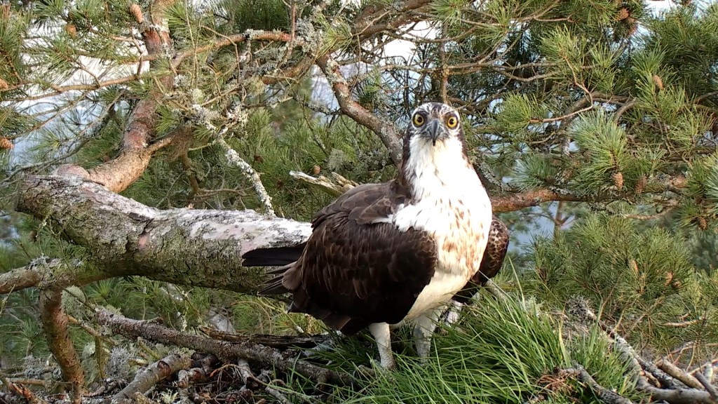 Male osprey at Loch of the Lowes march 2014- Copyright SWT