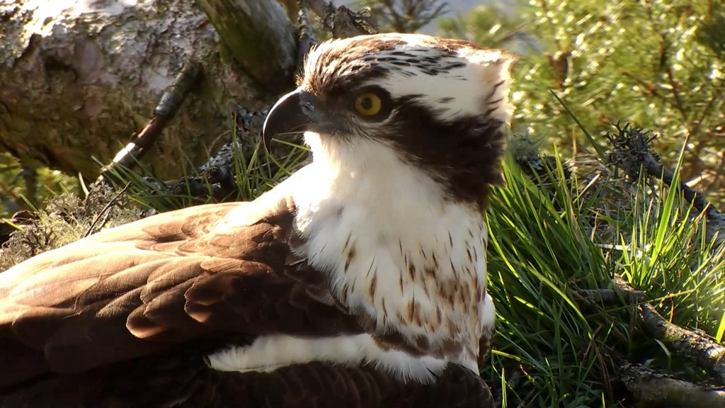 The Loch of the Lowes male on the nest March 2014 - copyright SWT