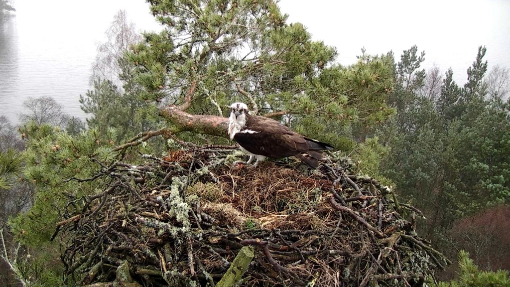 Male on the nest 30th March 2014- copyright SWT