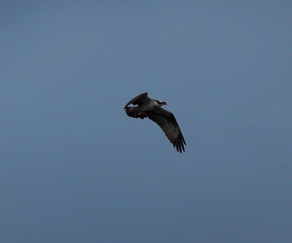 First osprey by Val Gall