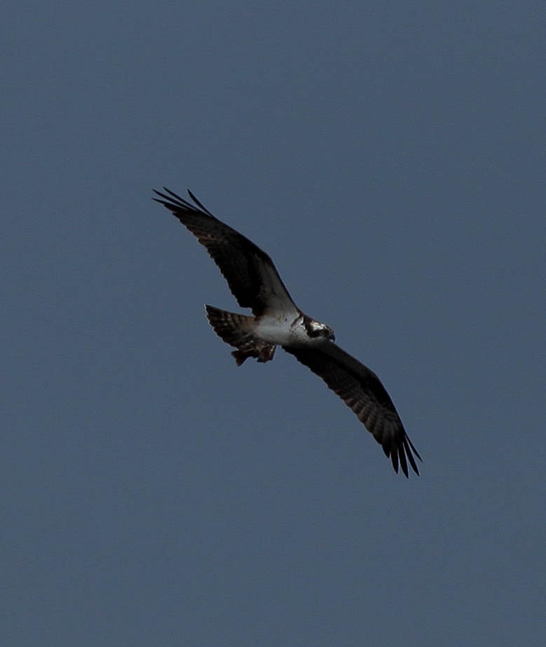 First osprey at Loch of the Lowes 2014- copyright Val Gall 
