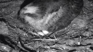 First glimpse of the second egg 2014- copyright SWT