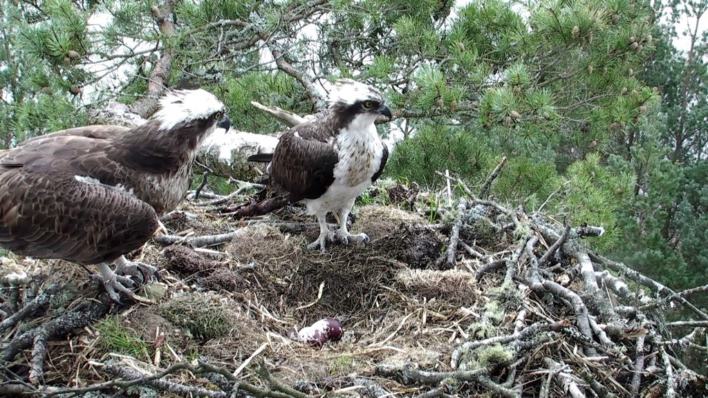 The Happy couple with their two eggs- copyright SWT