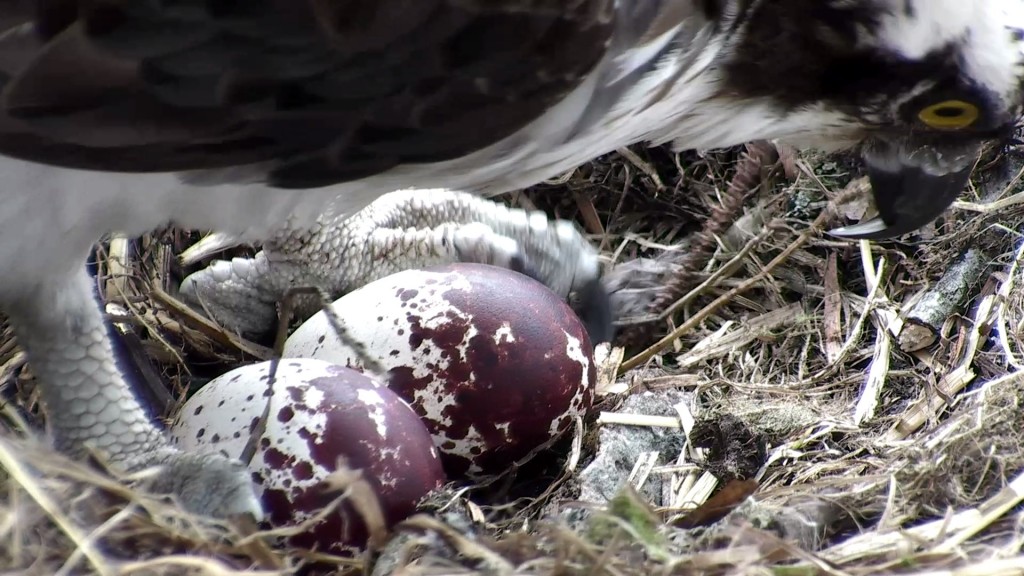 Close up of the eggs this morning- copyright SWT