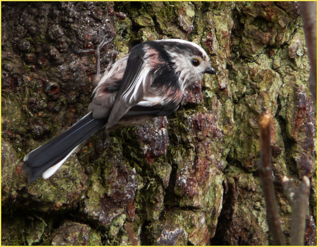Long Tailed Tit- SWT