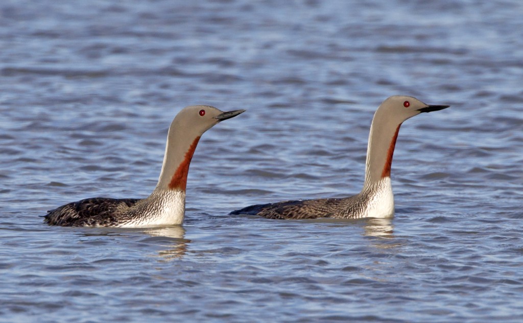 Library photo of Red throated divers, courtesy of Wild About Britain website. 