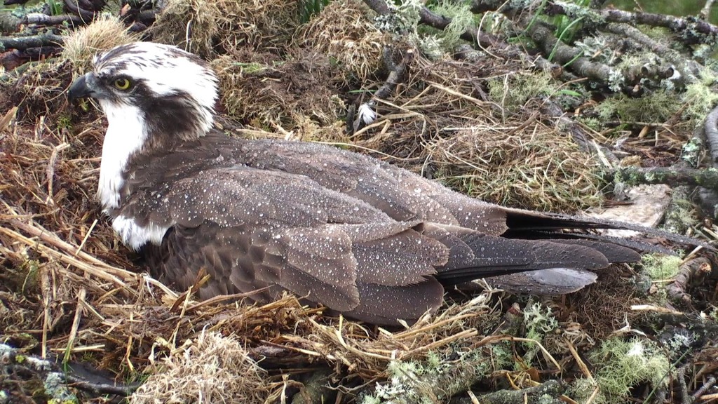 Male Osprey Incubating in the Rain - copyright SWT