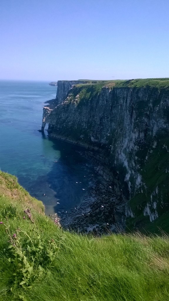 RSPB Bempton Cliffs