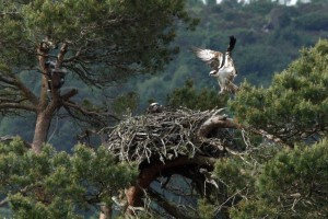 The Osprey Nest at Loch of the Lowes- copyright SWT