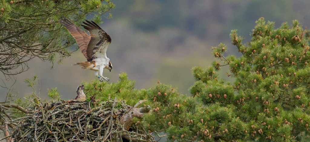 Rothiemurcus visits the Loch of the Lowes nest 2nd May 2014- copyright Raymond Leinster