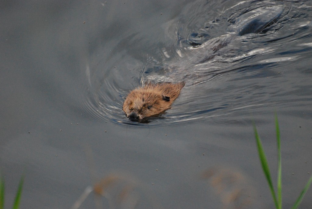 The Beaver swimming on the loch, the tail is visible in top right corner of the photo. Copyright Sarah Close SWT.