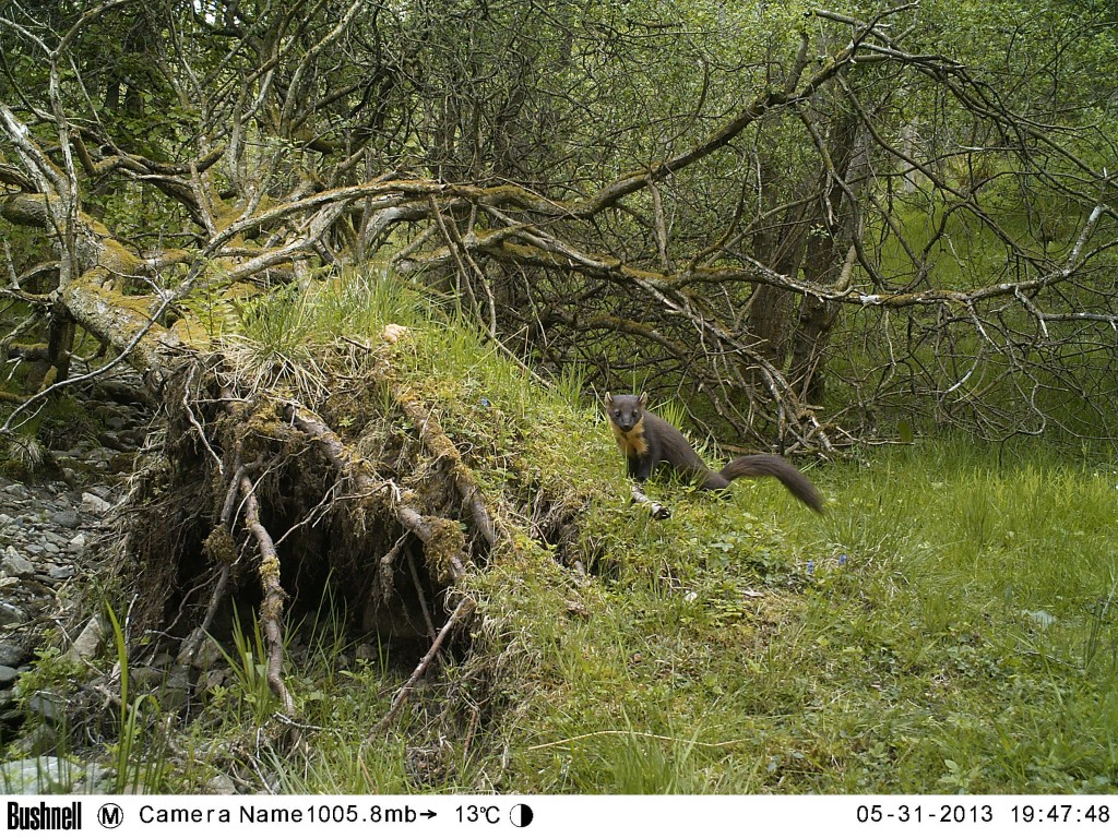 Camera Trap Photo of a Pine Marten SWT Perthshire