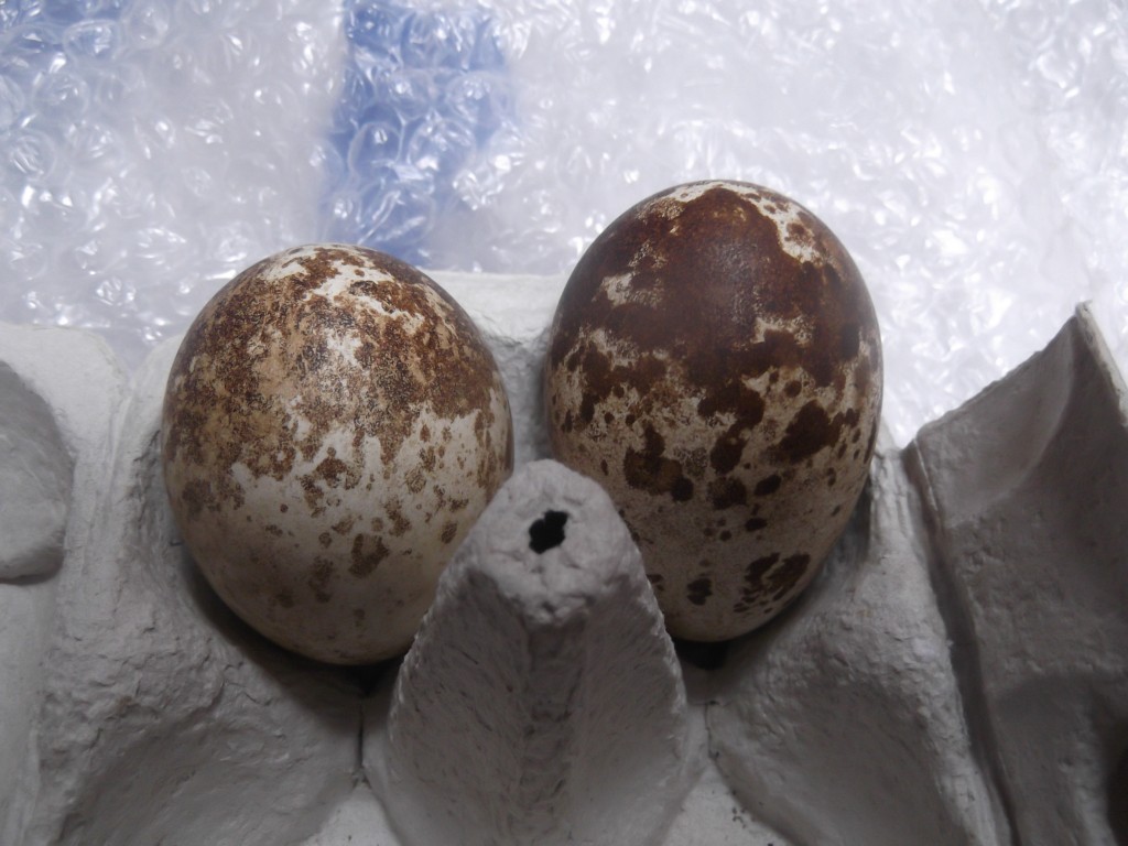 The 2014 Osprey eggs at Loch of the Lowes- copyright SWT