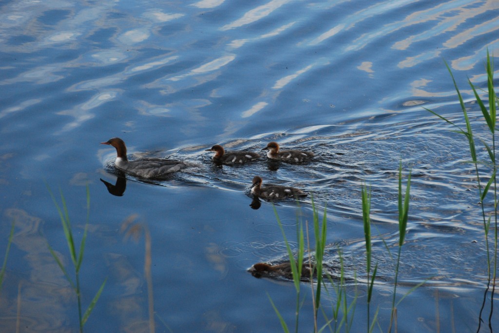 A Goosander and her chicks. Copyright Sarah Close SWT