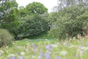 Keltneyburn Meadow