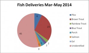 51 days of fish deliveries, from 31st March – 20th May 2014.