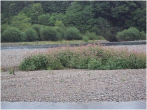 Himalayan Balsam on the Tummel Islands 