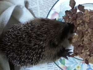 A young hedgehog rescued on the reserve last year © Scottish Wildlife Trust