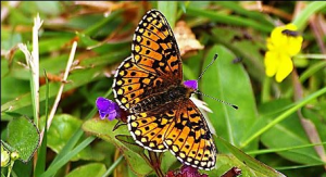 Small Bordered Fritillary Butterfly