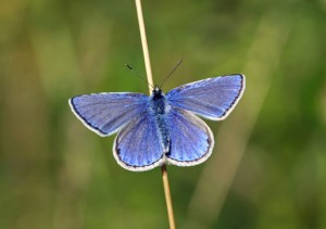 common-blue
