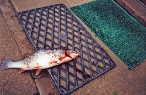 fish on mat