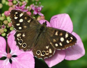 A Speckled wood butterfly