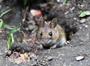 Wood Mouse