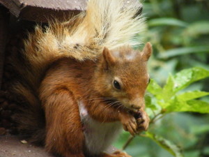 Ruth - squirel tails