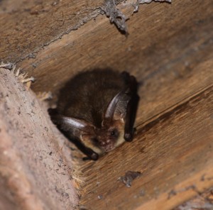 Brown Long Eared bat found roosting in an attic in the Scottish Borders 