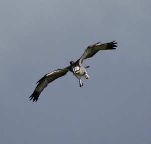 A satellite tracking aerial on a young osprey- SWT