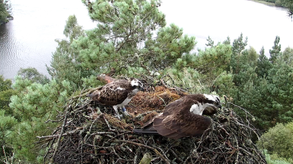 Intruder Bird AJ1 on the Lowes nest 11th August 2014- copyright SWT